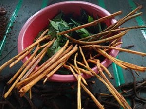 ayahuasca-vines-small